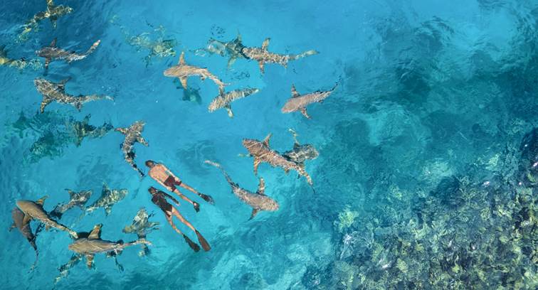 Nurse Sharks Snorkeling at Anantara Dhigu Maldives