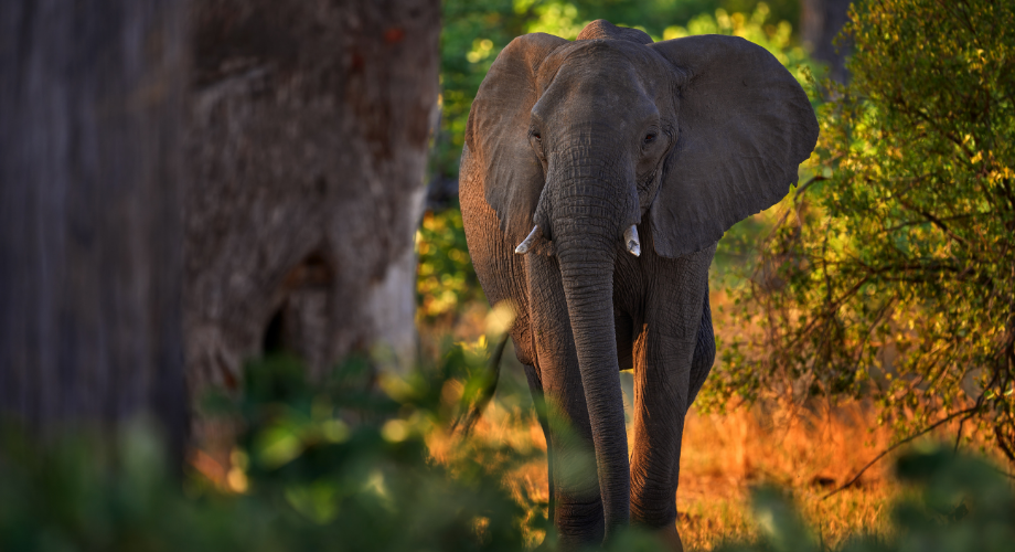 Connecting with animals for solo travellers