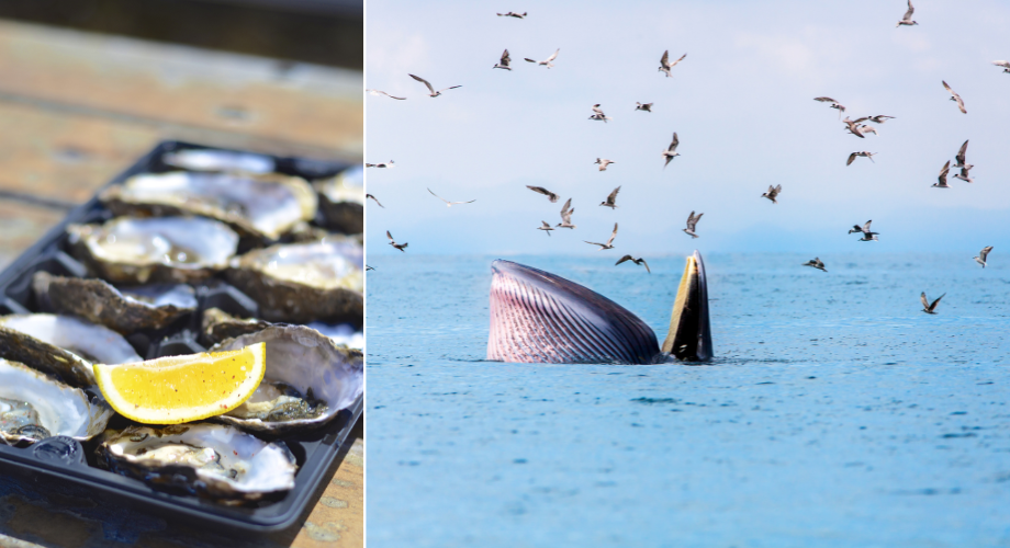 Whale-watching opportunities for road trip journey in Australia and New Zealand