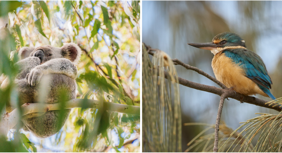 Australian wildlife 