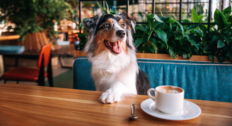 Holiday destinations across Europe with pets