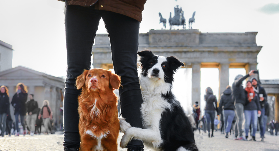 Nhow Berlin and Anantara Vienna as pet-friendly destinations