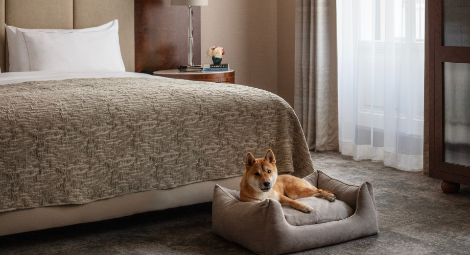 Seamless stays in pet friendly hotels