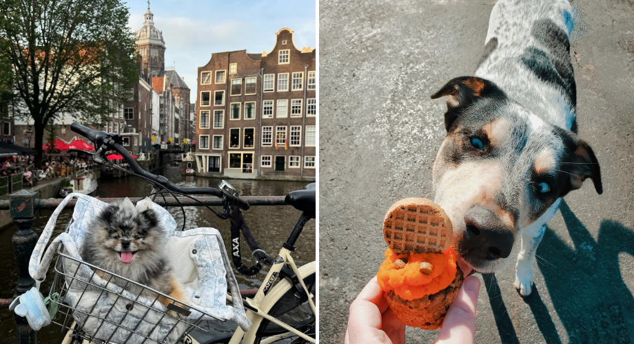 Free public transport for pets in Amsterdam