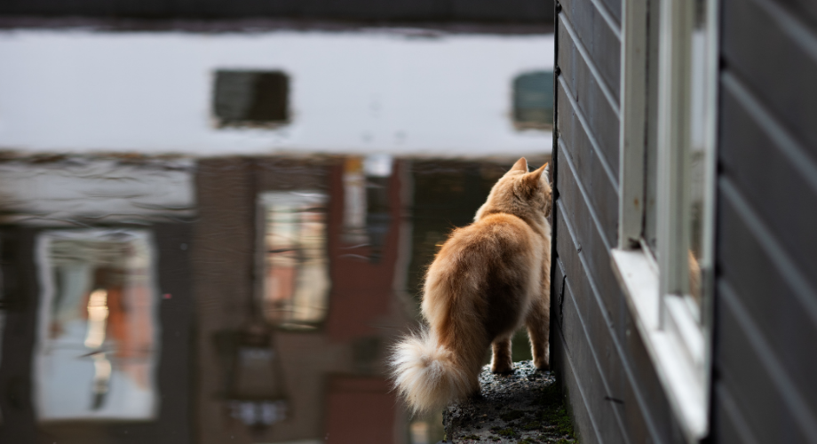 De Poezenboot, the world’s only floating cat sanctuary Amsterdam