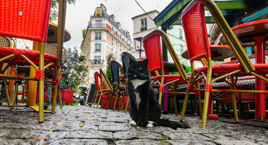  Hôtel Le Chat Noir Paris, cat-friendly hotel