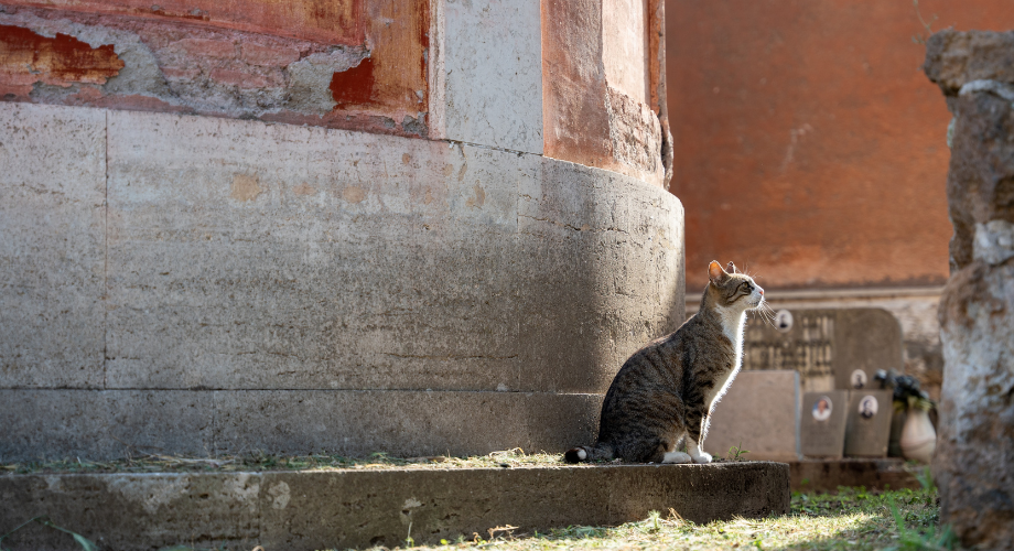 Historic Roman ruins inhabited by cats