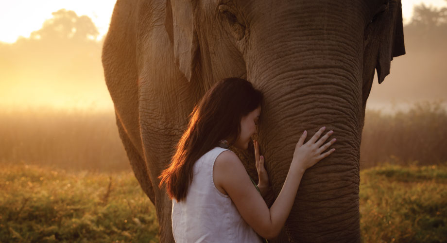 WILDLIFE INDULGENCE at Anantara Golden Triangle Elephant Camp & Resort