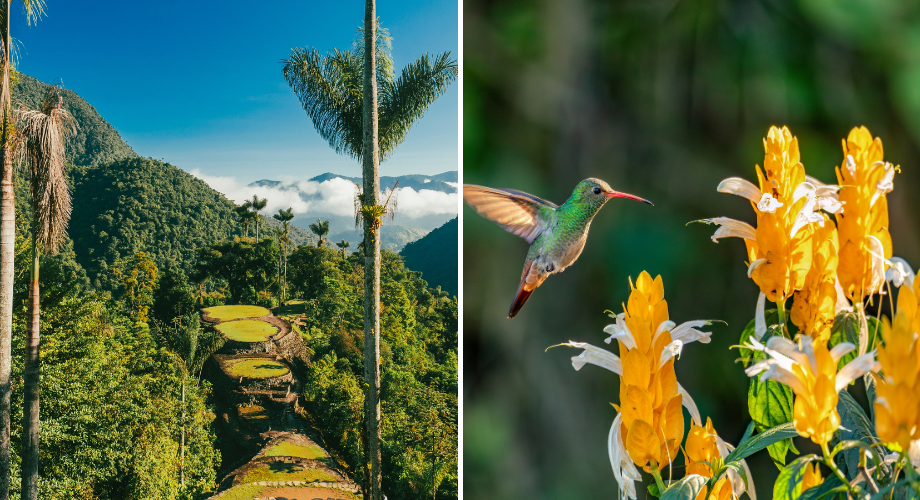 Columbian forests 