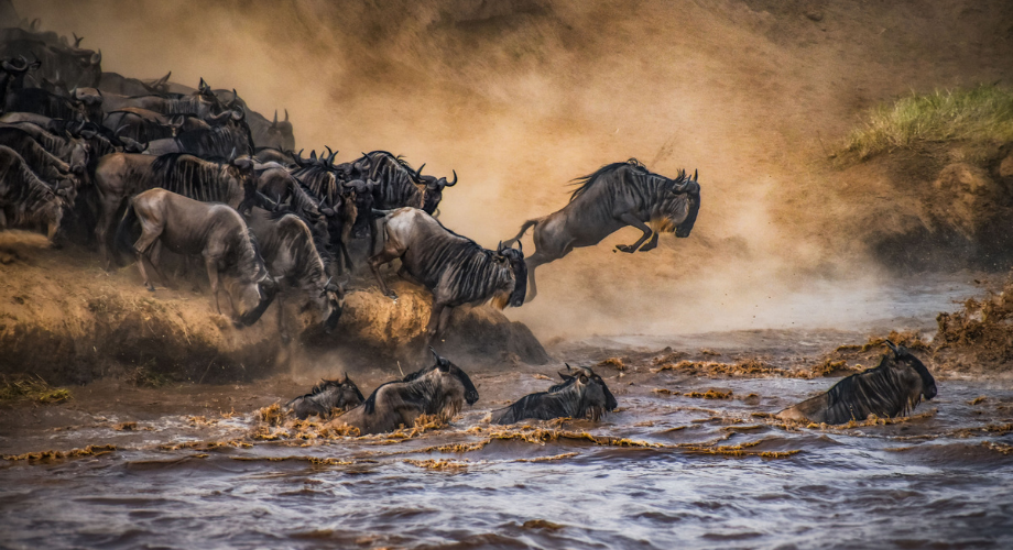 The Big Five and the Great Migration in East Africa
