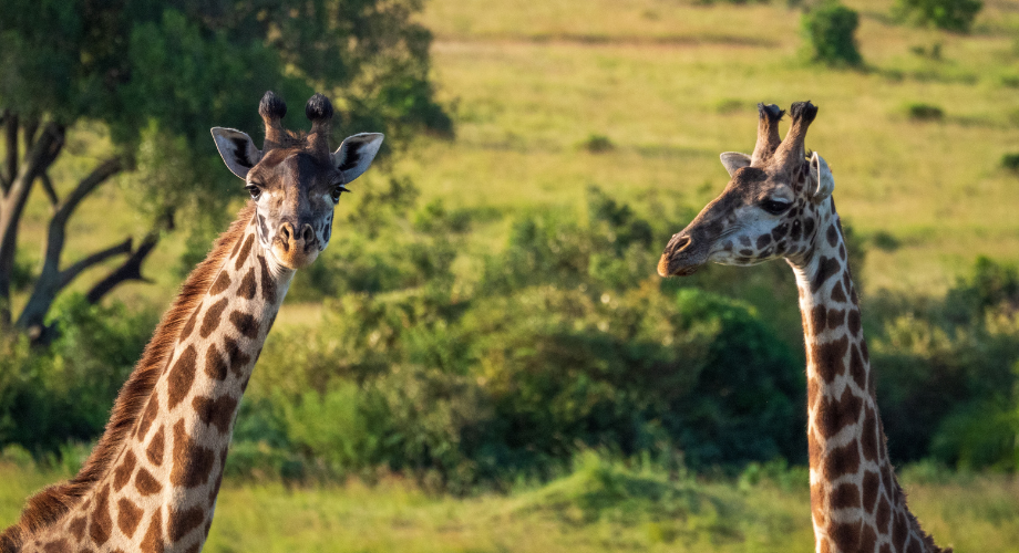 Giraffe out in Kenya