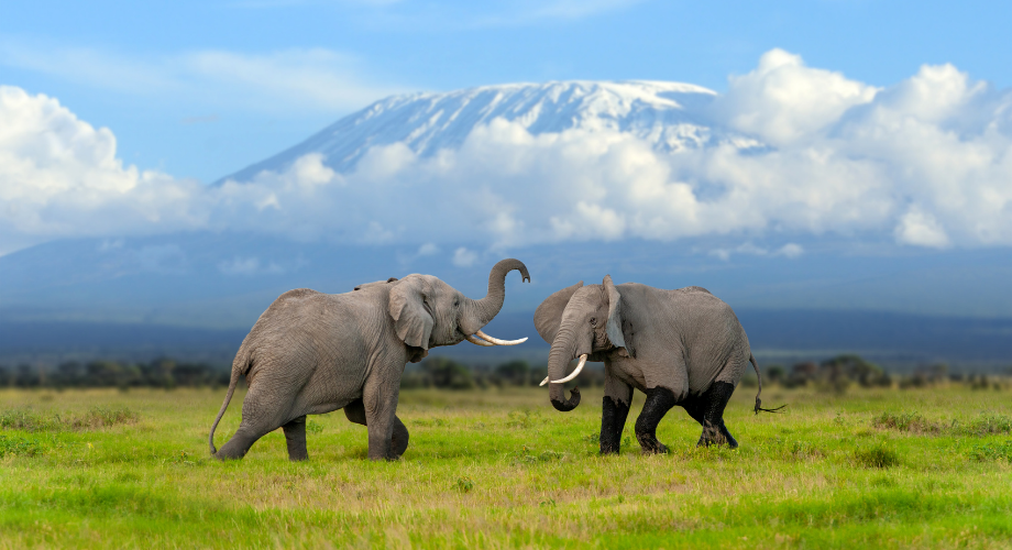 Elewana Tortilis Camp Amboseli - roads of Mount Kilimanjaro
