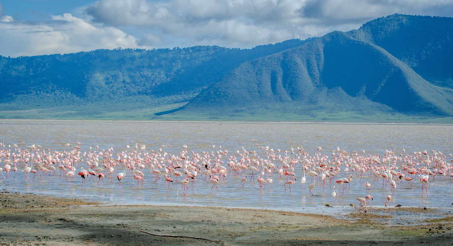 Flamingos and ฺBaobabs in Tanzania
