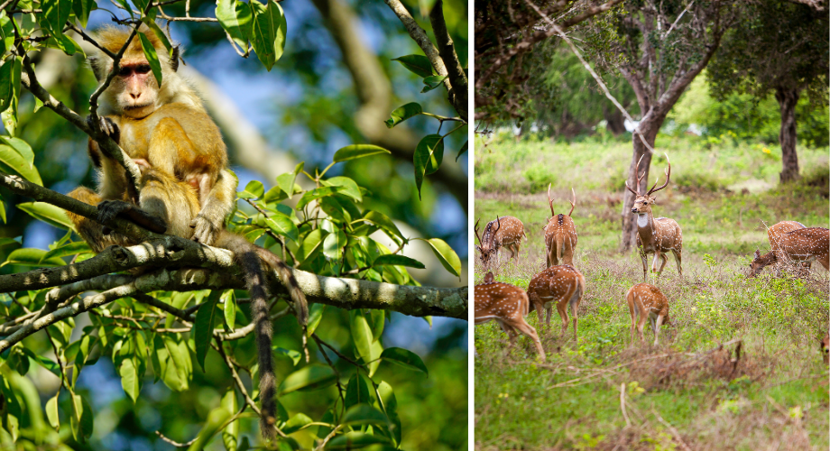 Sri Lanka and Thailand for some nature fun