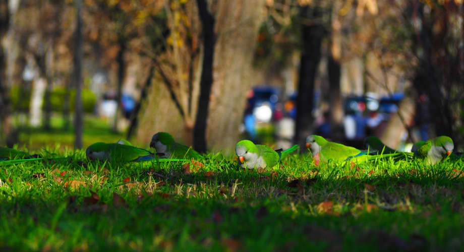 Casa de Campo Park Madrid