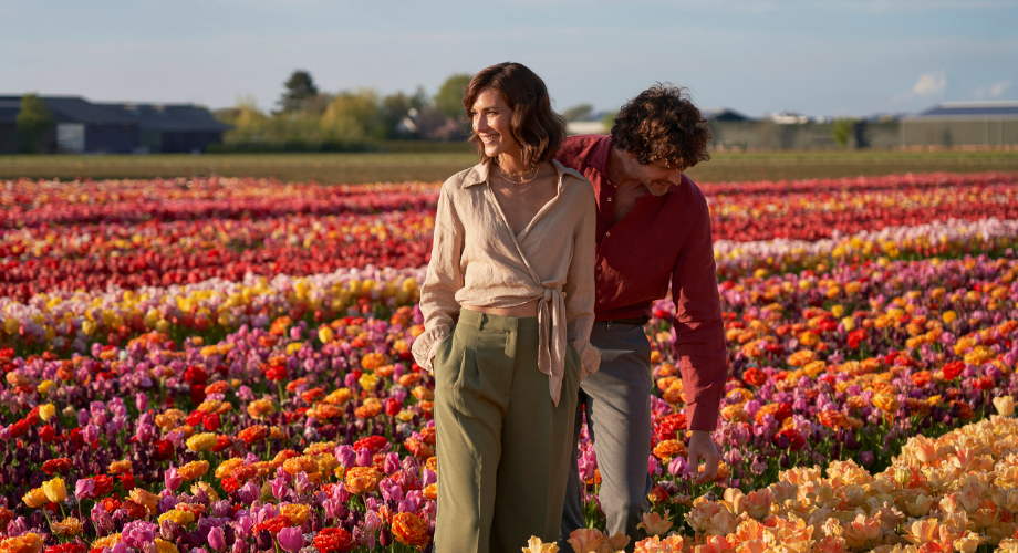 Tulip fields in the Netherlands