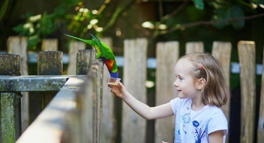 Exploring Loro Parque in Puerto de la Cruz