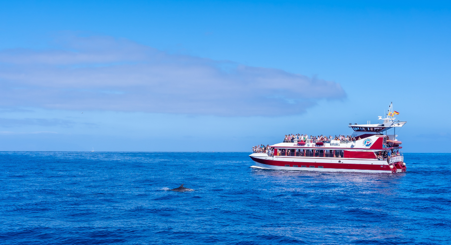 Ethical dolphin and whale watching cruises in Tenerife